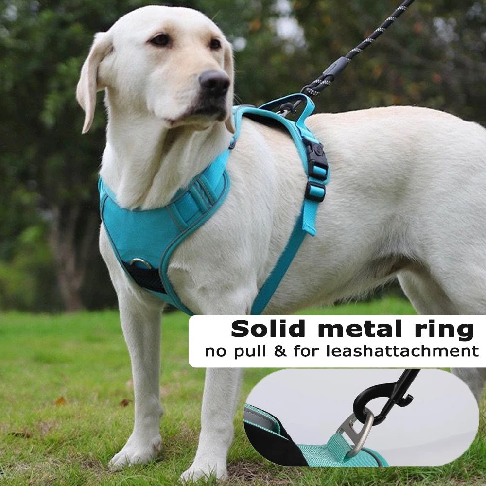 Harnais tactique anti-traction bleu Compagnon & Co avec anneau métallique et bandes réfléchissantes sur un chien